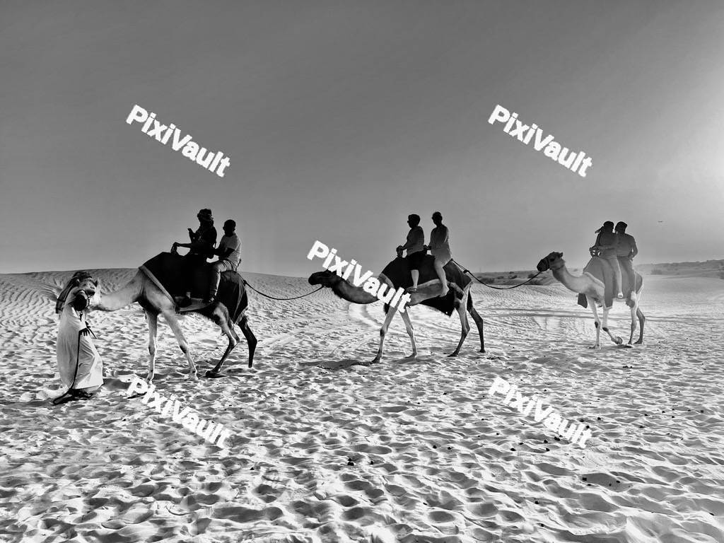 3 Desert Camels